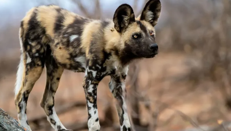 African painted dogs spotted in Uganda after four decades
