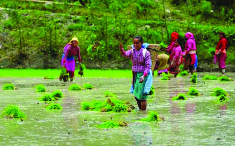 Has Nepali agriculture collapsed?