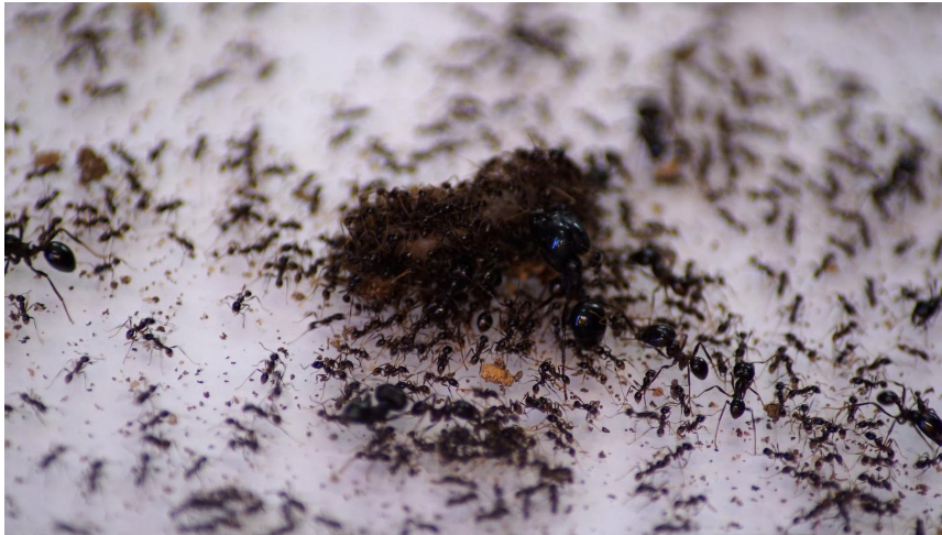 Singaporean taps captive market selling ant farms amid pandemic