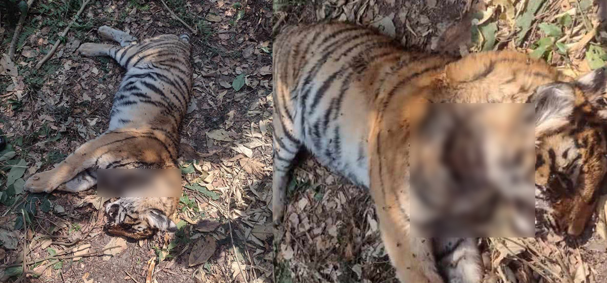 Rising tiger deaths in Parsa National Park Area: four fatalities in recent weeks