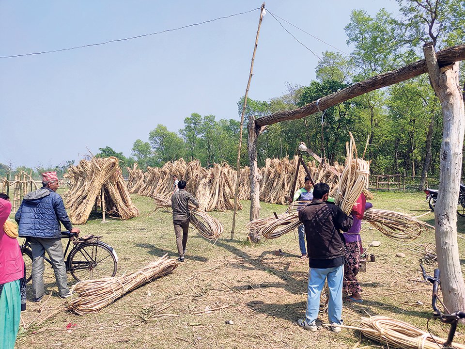 Bamboo becomes source of income for locals of Tikapur