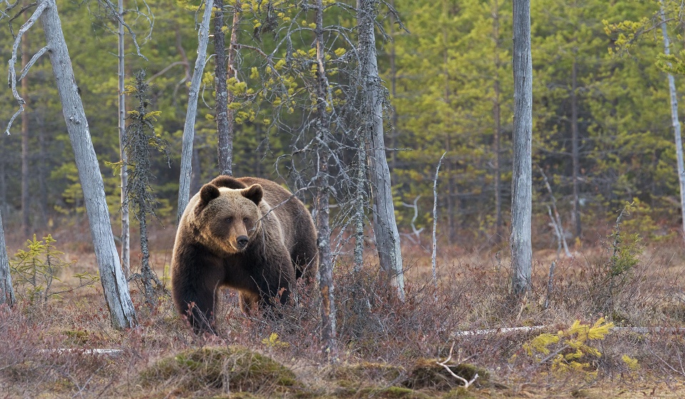 Two injured in bear attack