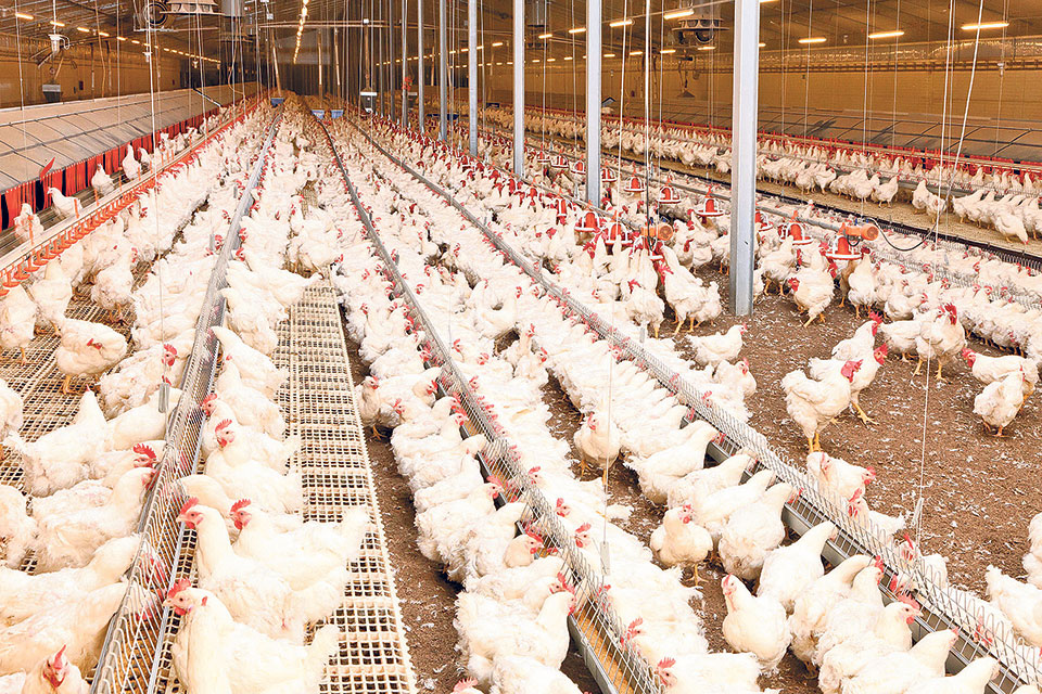 Broiler parent stocks worth Rs 540 million imported in five months