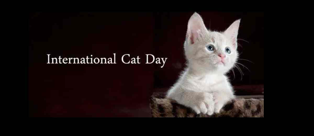 It's International Cats day! Buy these things to pamper them