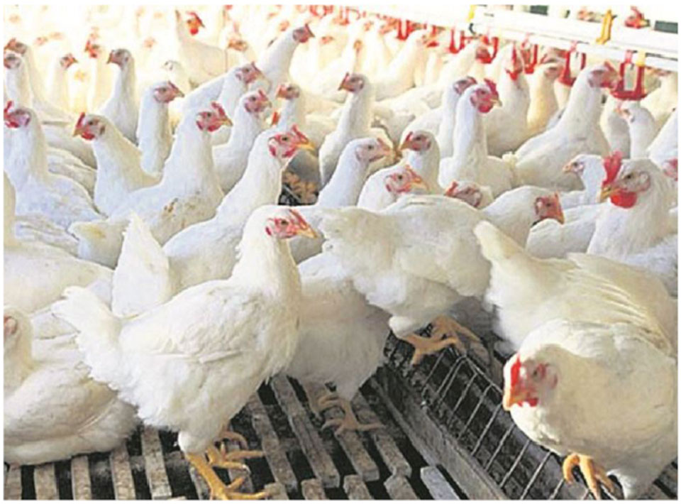 Poultry sector hit hard