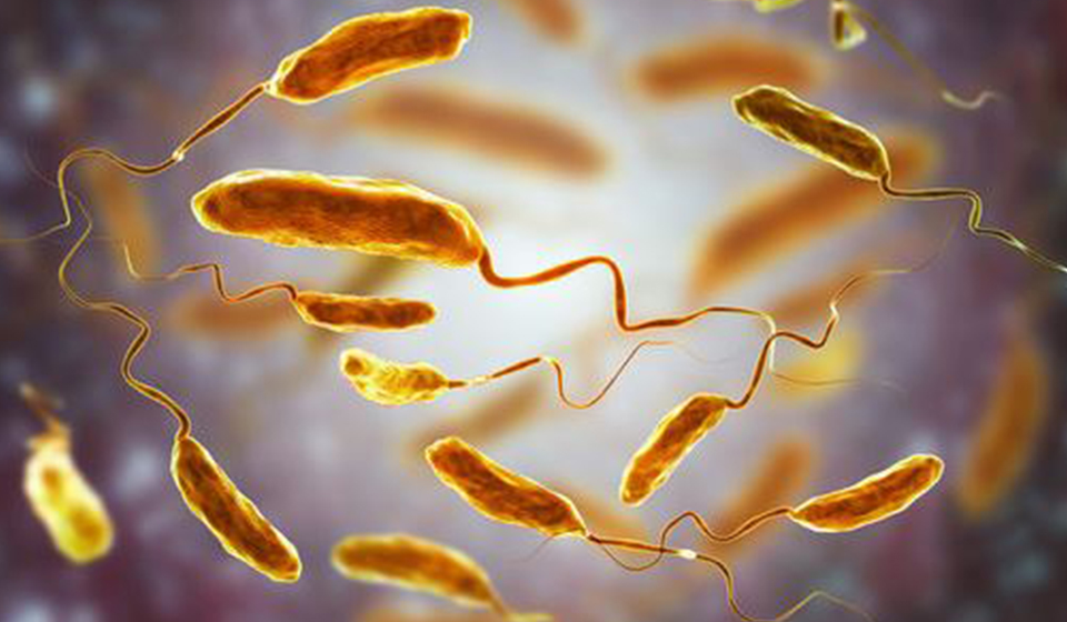 Two more cholera cases detected in Nepal