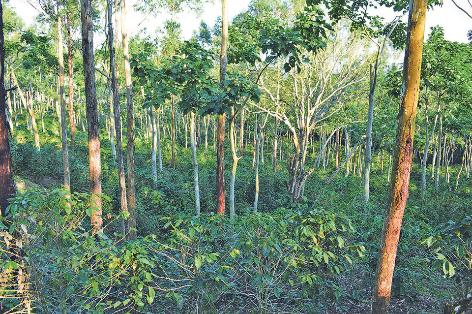 Agroforestry in climate change mitigation