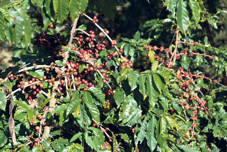Export growth of Nepali coffee encouraging despite adverse impact of COVID-19 pandemic