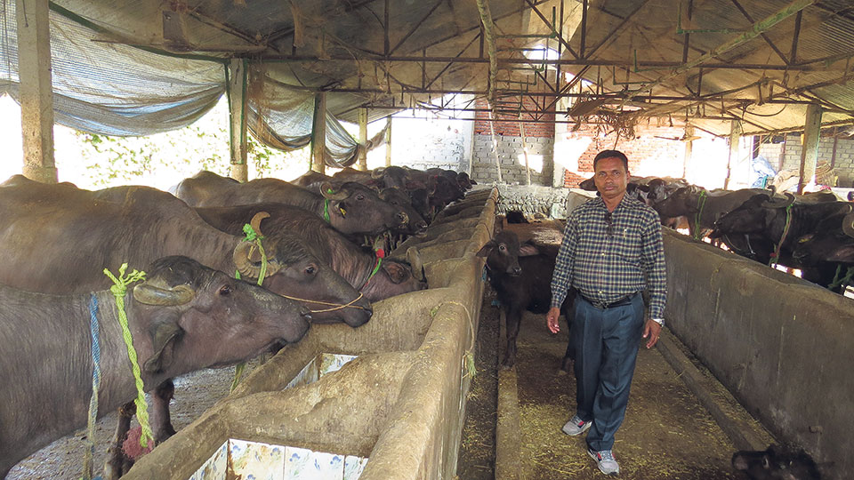 A profitable switch:  From cow farming to buffaloes