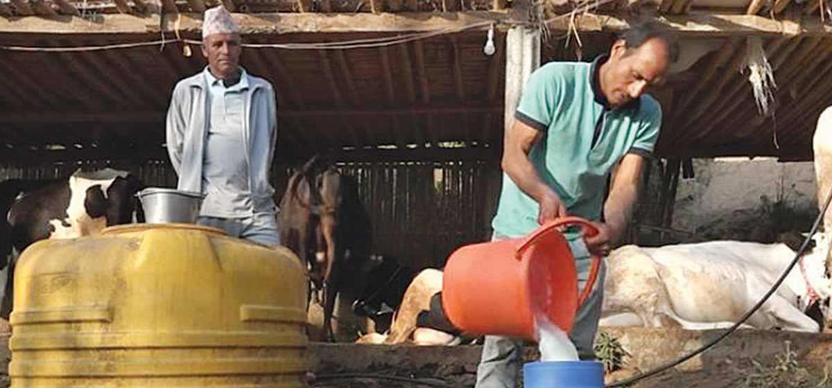 Govt fails to fulfill its commitment to pay dues to dairy farmers within agreed period
