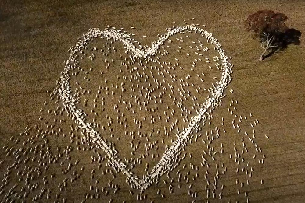 Australian mourns beloved aunt with heart-shaped love ewes