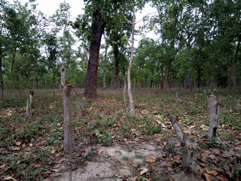 Trees of Bhaktapur, Sallaghari area to be cut