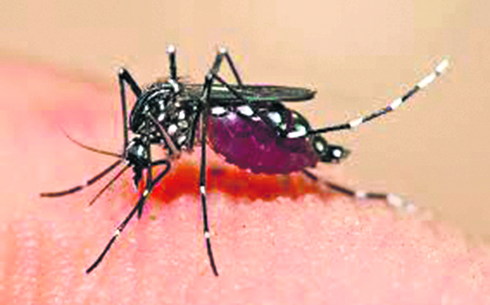 Nine cases of dengu reported in Jhapa
