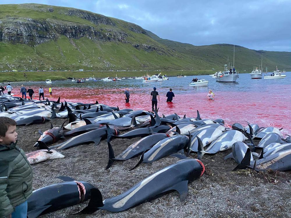 Slaughter of dolphins on Faeroes sparks debate on traditions
