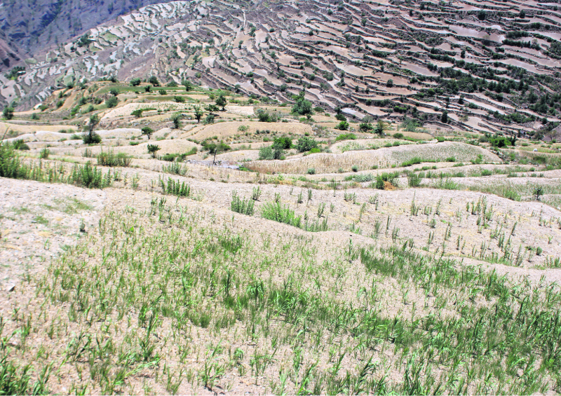 Drought damages crops in Mugu, water sources drying up