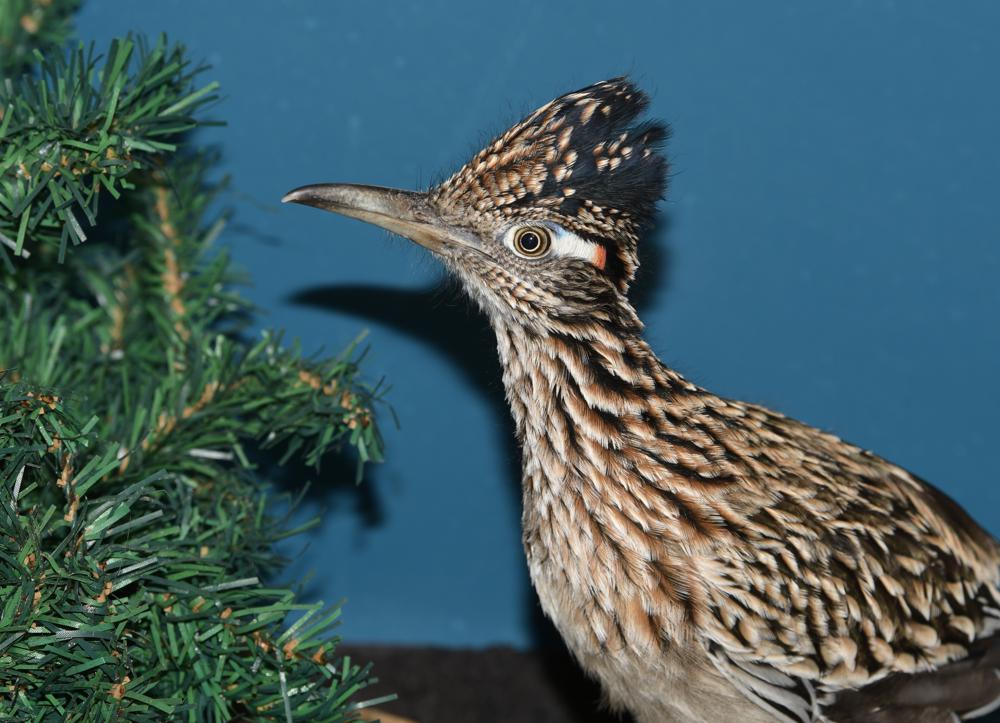Roadrunner, going faster, ends up in Maine after hitchhikec