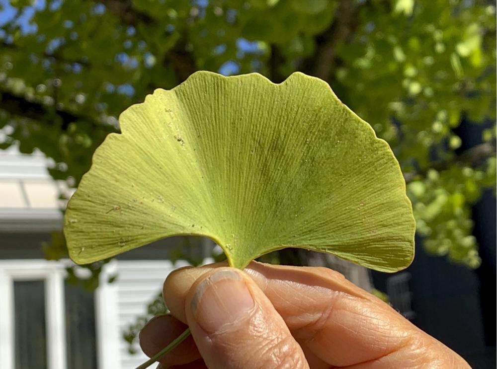 Ginkgo grew with dinosaurs, and is still worth growing