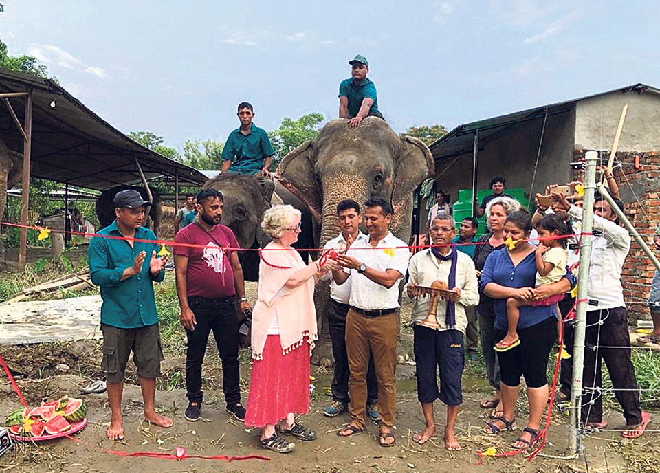 Privately owned elephants freed from shackles