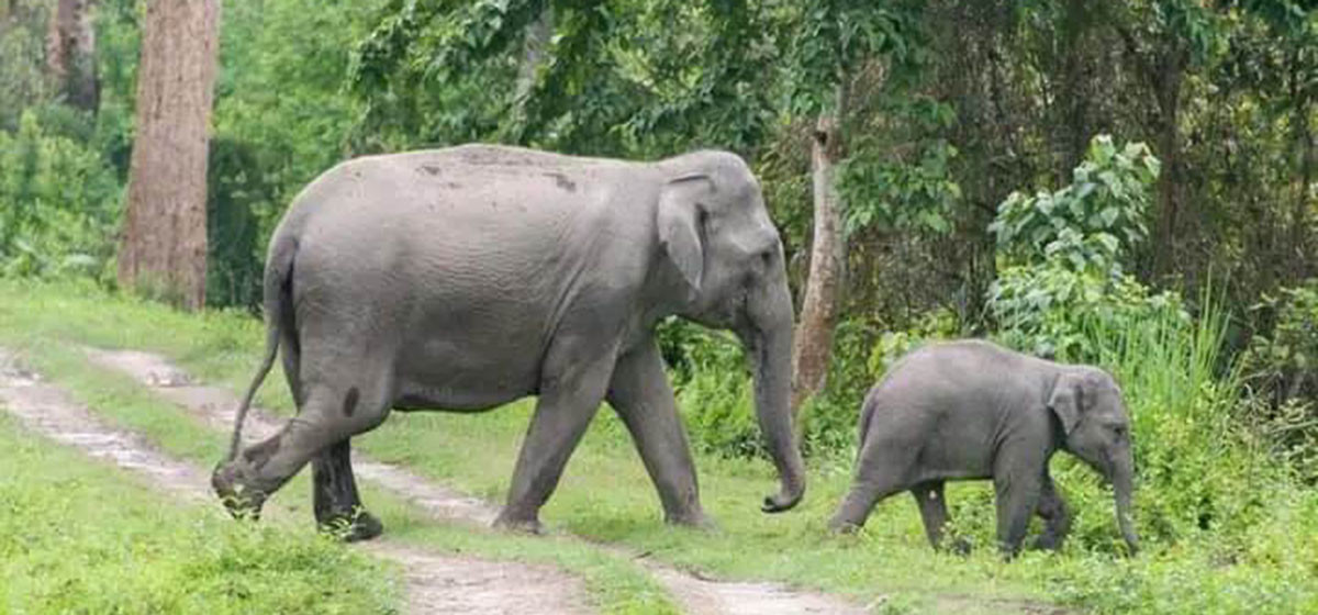 76-km solar fence placed to mitigate human-tusker conflict in Jhapa