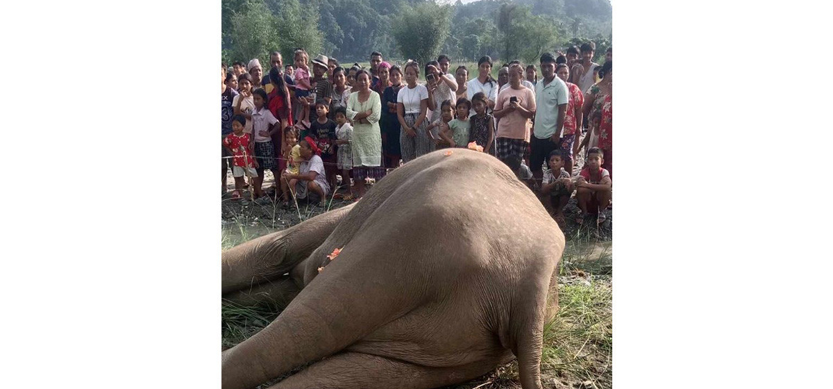 Wild elephant found dead on Sukhiya river bank
