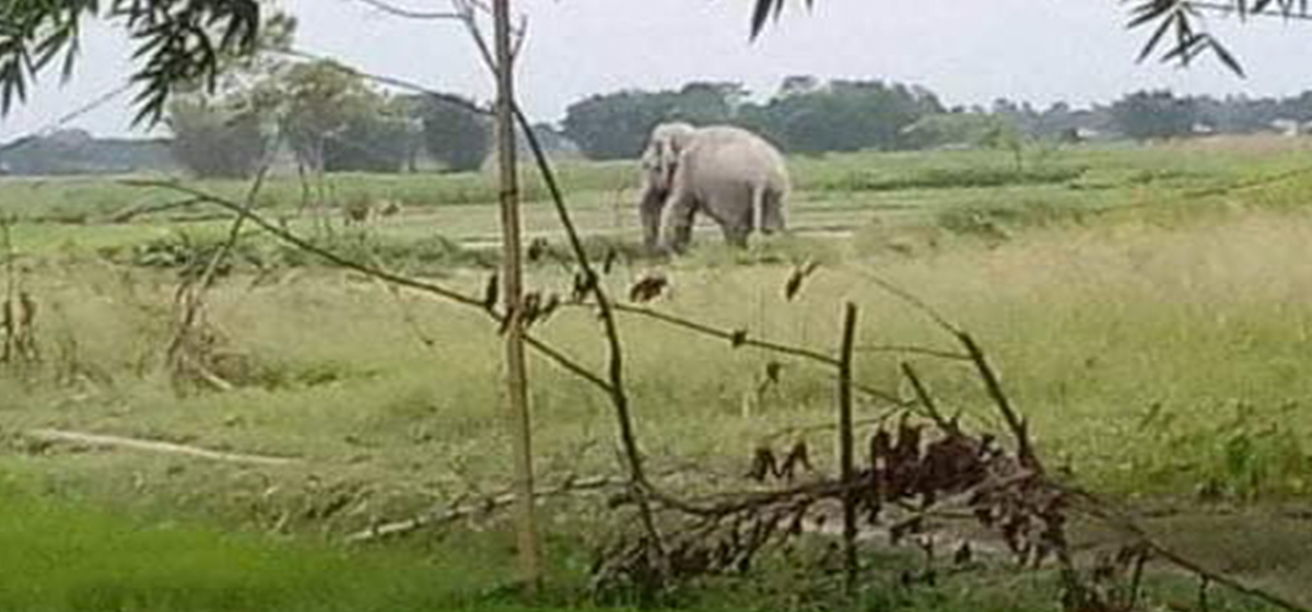 Agitated locals vandalize checkpost of Parsa National Park after elephant attacks elderly woman