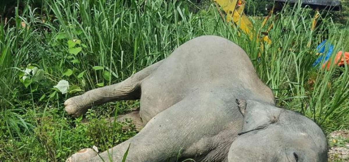 Elephant dies in Jhapa