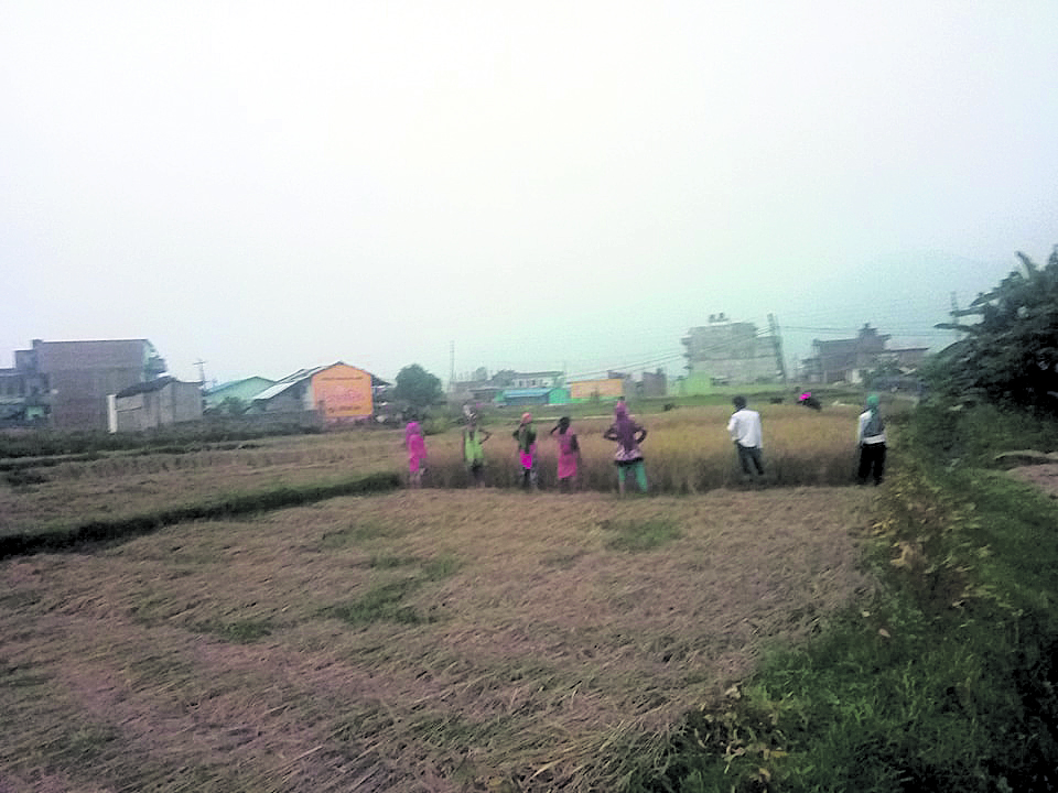 Paddy production in Sindhuli to go up 10%: DADO