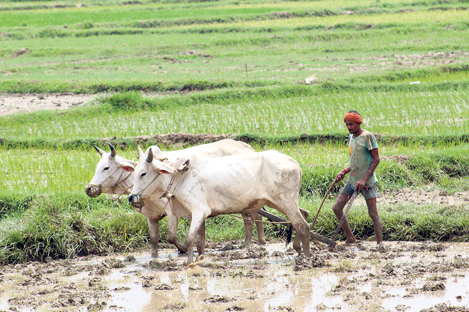 43 percent of farmers based in Madhesh Province are in sorry state