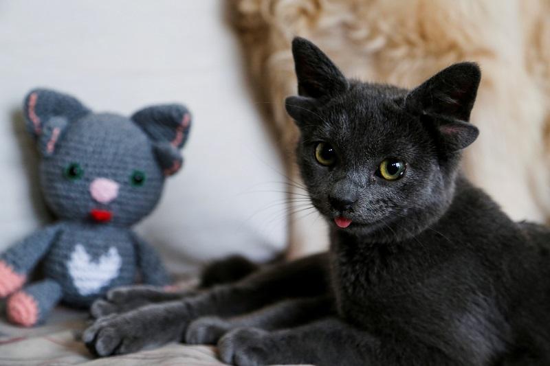 Ear-resistible Turkish cat Midas becomes internet sensation