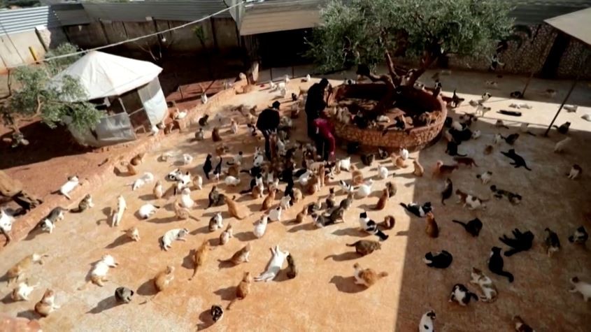 The feeding of the one thousand: Idlib sanctuary offers cats a refuge from war