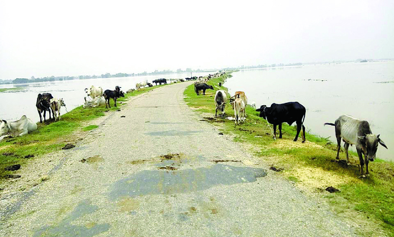 Flood victims in Kailali spending nights on Postal Highway