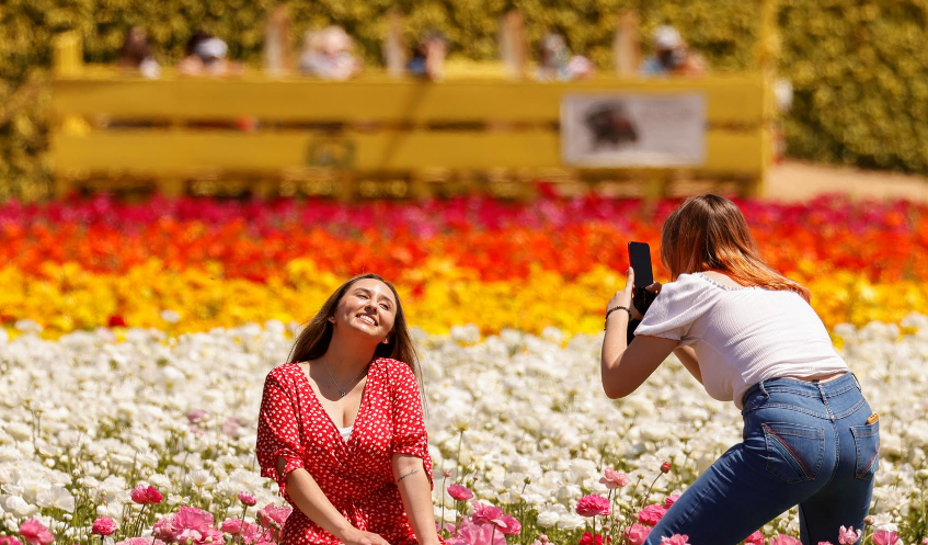 My City - California's Carlsbad Flower Fields welcome visitors with ...