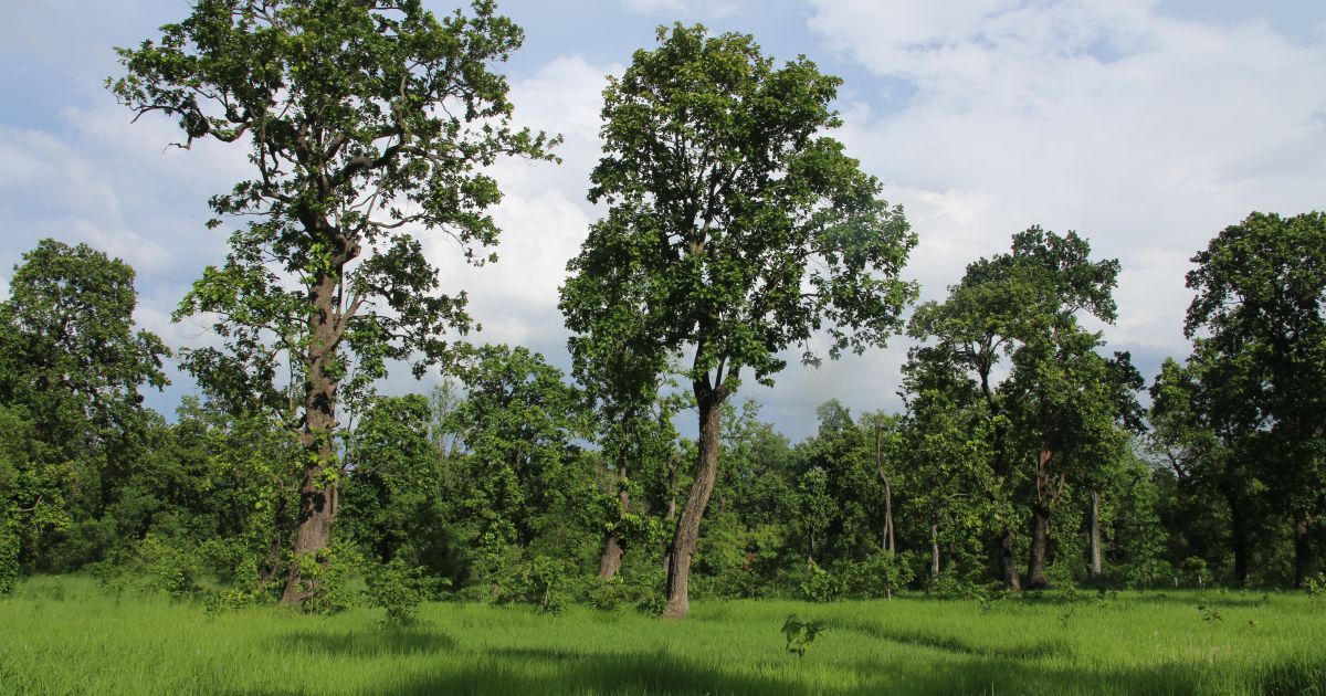 Nepal has 45.31 percent forest cover