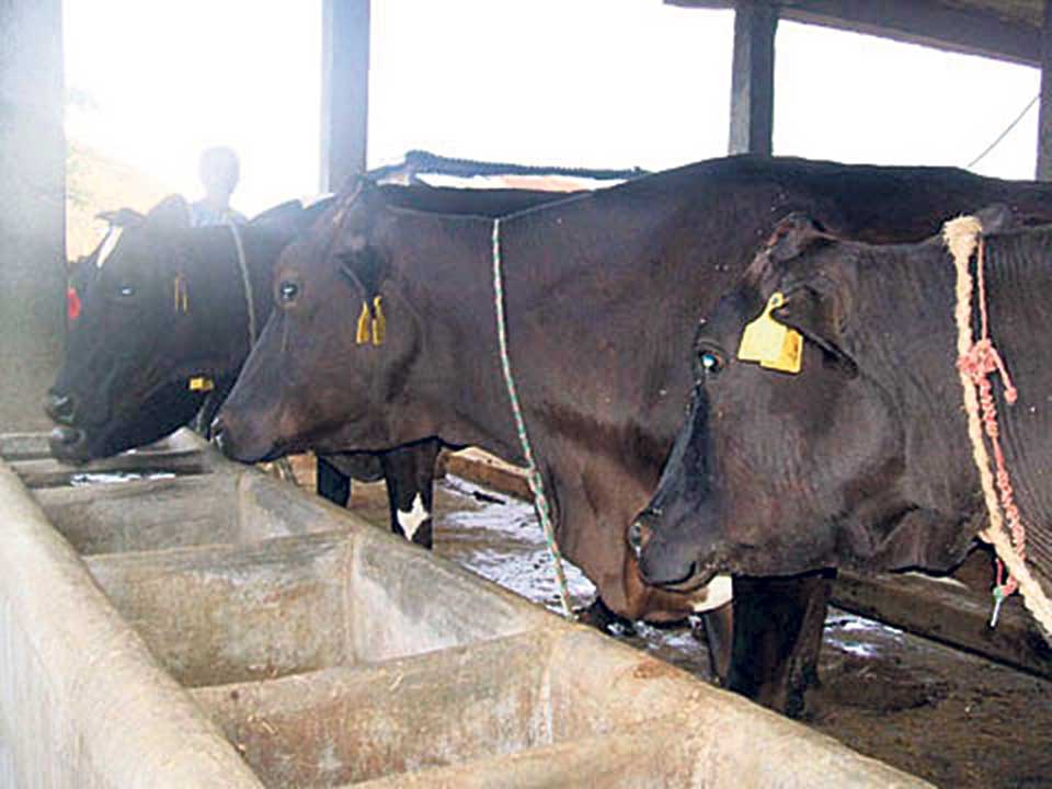 Gandaki mulls importing 10,000 cows to become self-reliant on milk