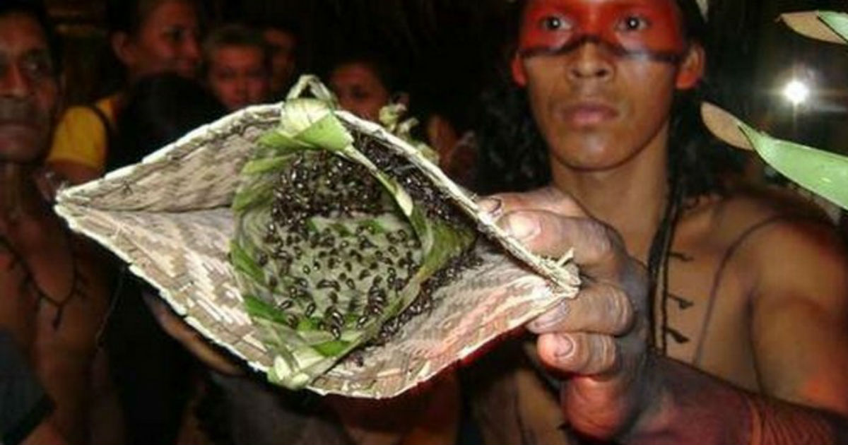 Unique tradition: Initiation ceremony of Mawé people