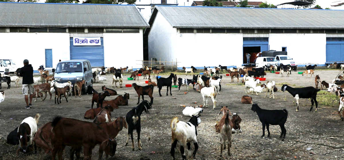 Goat traders report decrease in business this year compared to previous years