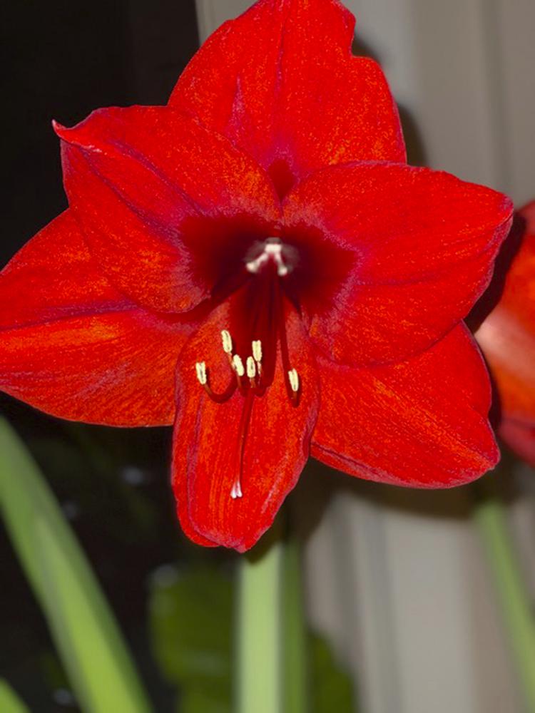 Showy amaryllis makes a perfect Valentine’s plant or gift