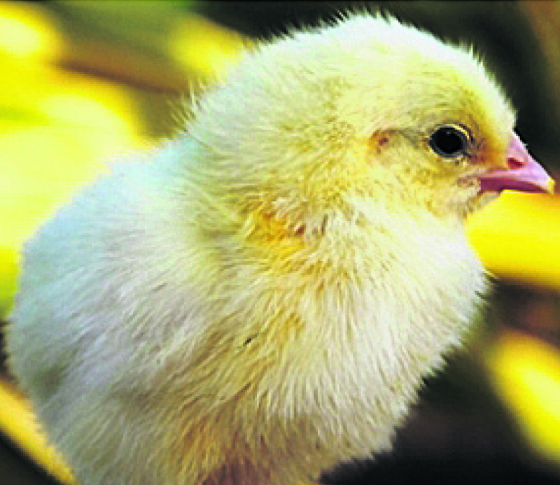 Hatcheries reduce price of Cobb 500 chicks
