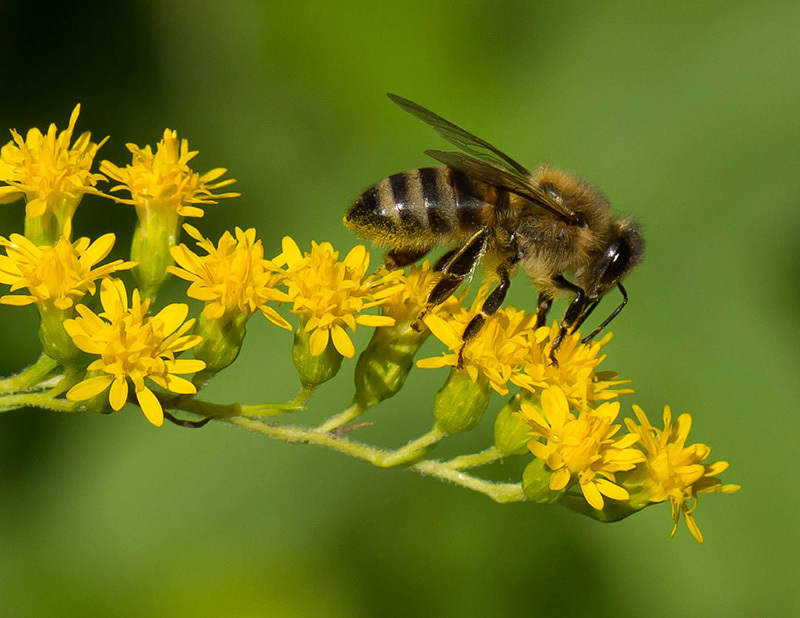 Scientists, researches confirm pesticides harm the bees