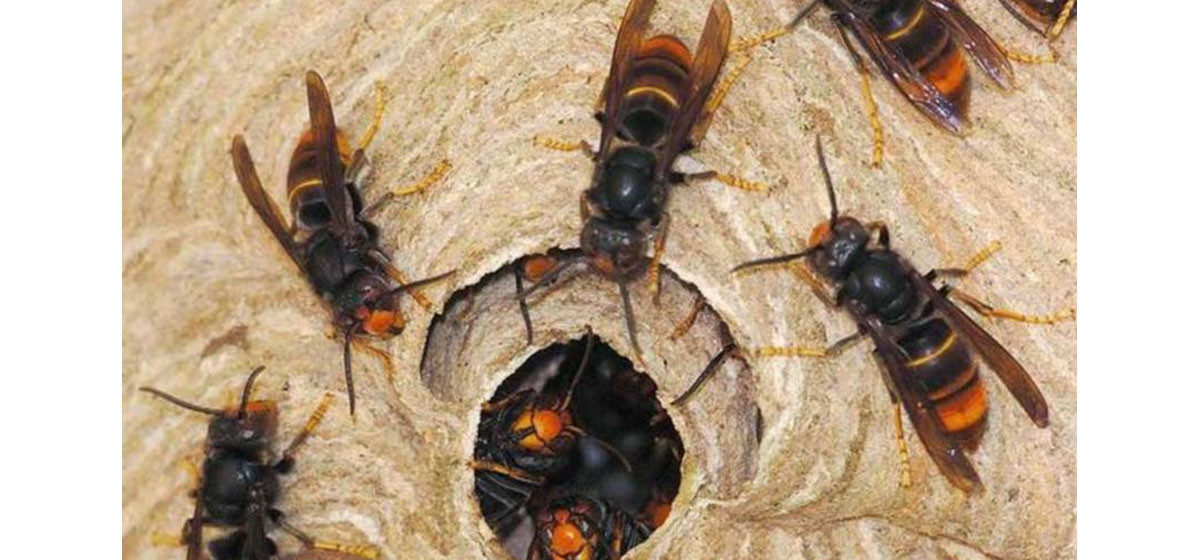 One dies of multiple hornet stings in Gulmi