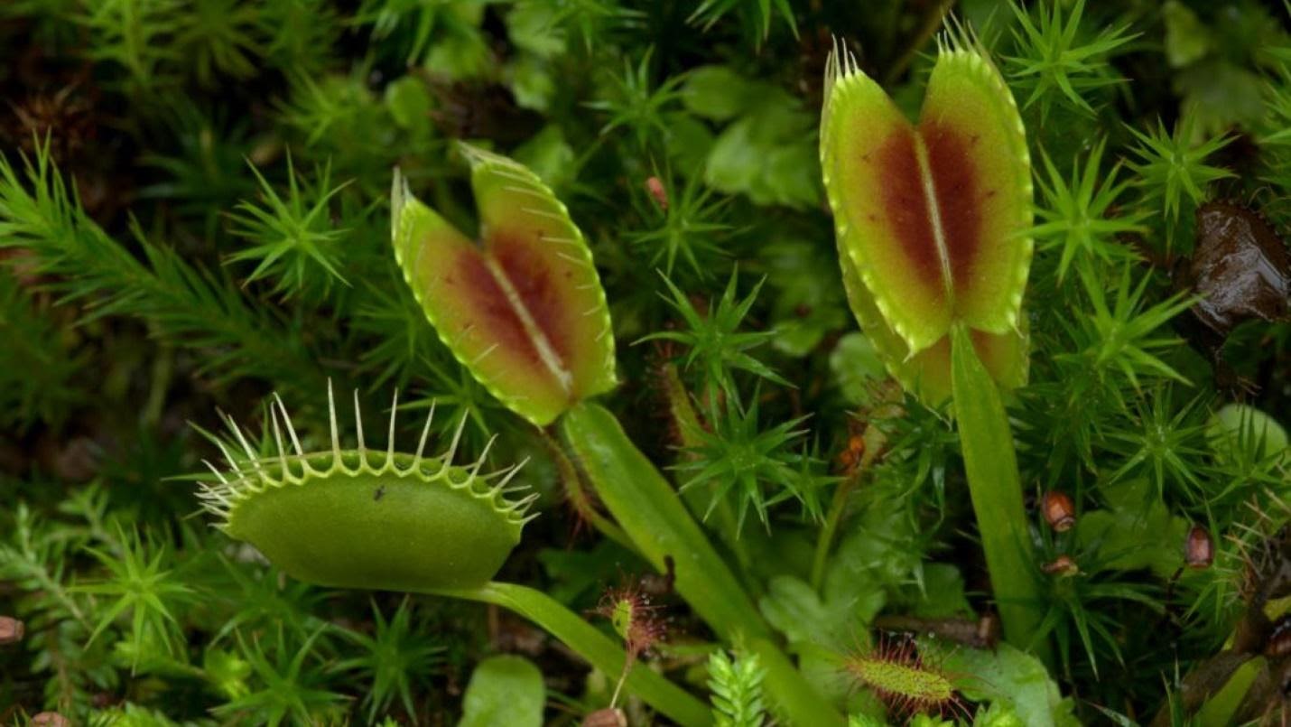 This bizarre plant needs to be protected for our good