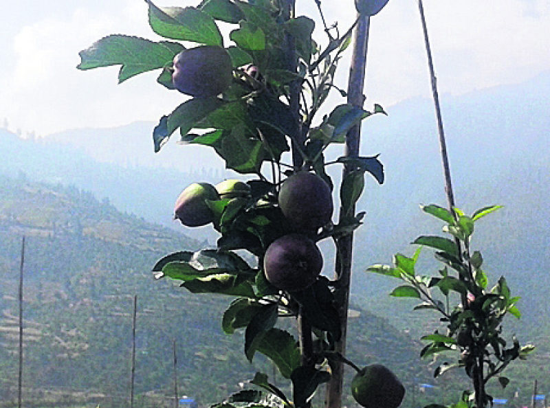 Jumla farmers start growing Italian Fuji apples