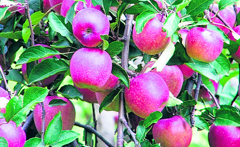 Jumla apple production area expanding