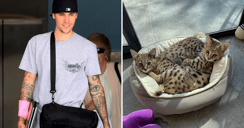 PETA Slams Justin Bieber for Spending $35K on Exotic Cats