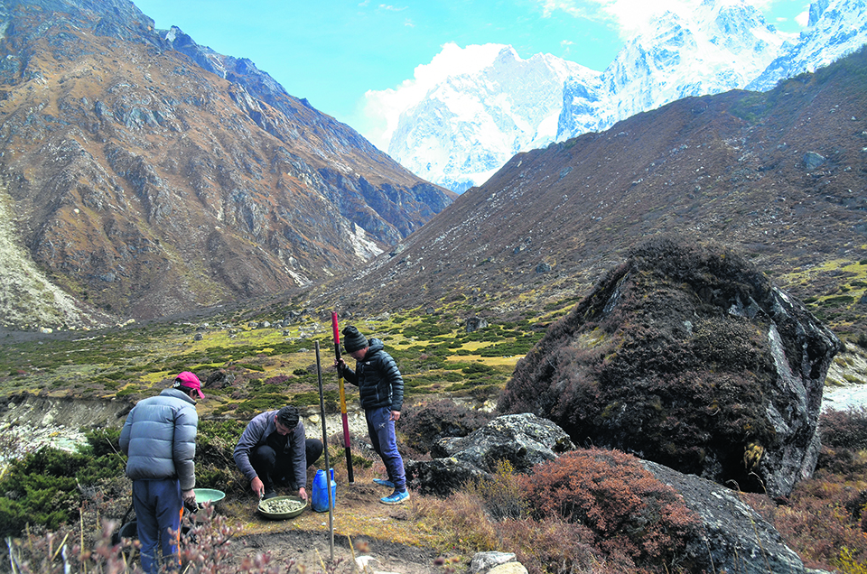 Snow poles installed to guide trekkers in Kangchenjunga base camp route