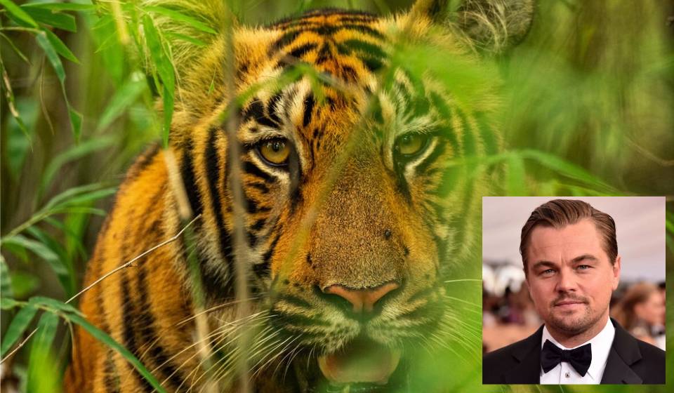Hollywood actor Leonardo expresses happiness over Nepal's achievement in tiger conservation