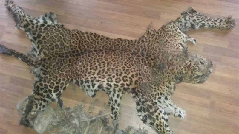 Three arrested with leopard hide
