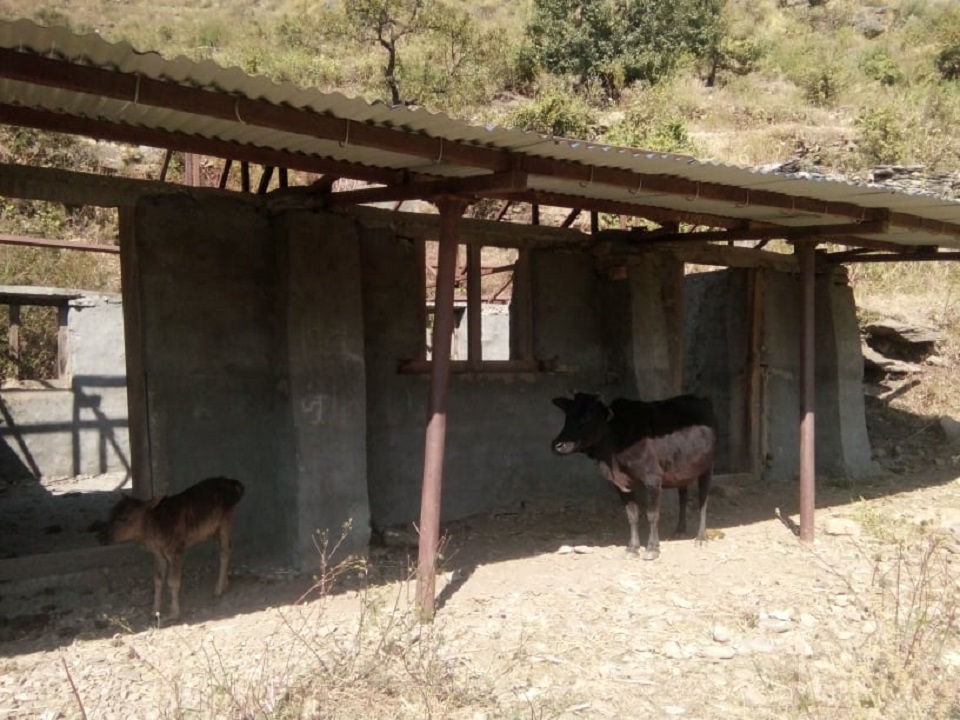 School building in Mugu turns into cow shed (with photos)