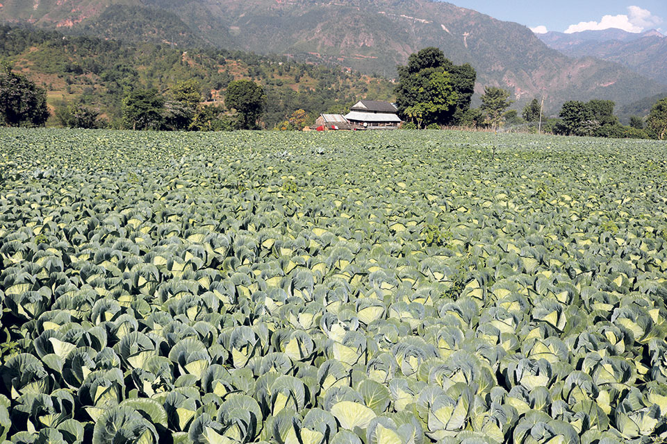 Low production makes vegetables dearer in Dhading