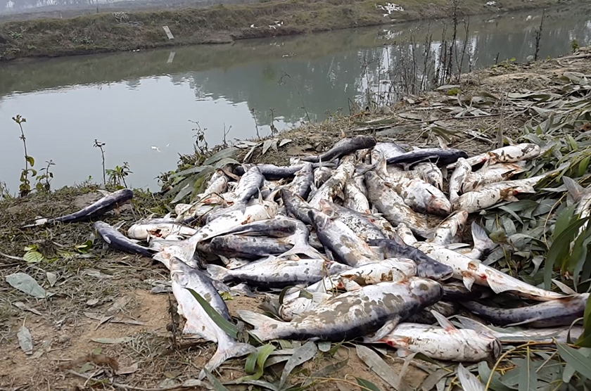 Fish die due to severe cold